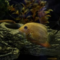 Жизнь в аквариуме :: gribushko грибушко Николай