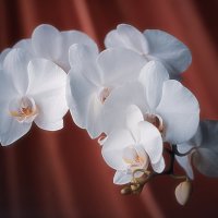 Орхидея :: Laborant Григоров