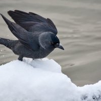 Галочка :: Александр Запылёнов