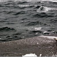 Море и маленькая птичка ) :: Людмила 