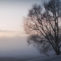 Дерево в тумане :: Людмила Самойлова