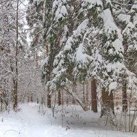Зимний лес :: Светлана 