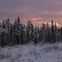 Полярная ночь в лесу :: Ольга 