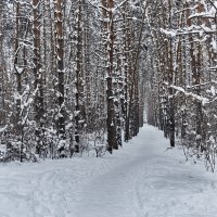 Рождественский лес :: berckut 1000