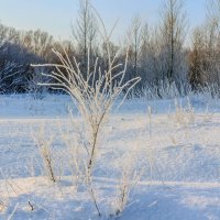 На поляне.. :: Юрий Стародубцев