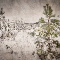 Сказка зимнего леса. :: Андрий Майковский