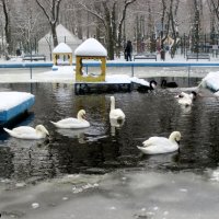 Лебеди на пруду :: Нина Бутко