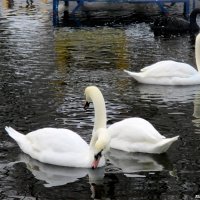 Лебеди на пруду :: Нина Бутко