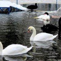 Лебеди на пруду :: Нина Бутко