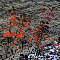 Красные листья :: Алексей Виноградов