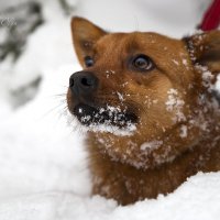 Лисёнок :: Ольга Милованова