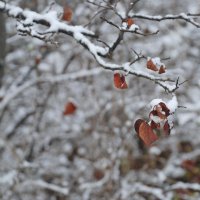 крепкие листья :: Асенька Ломакина