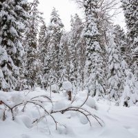 зимний лес :: юрий затонов