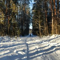 Сосновый бор в январе (из поездок по области) :: Милешкин Владимир Алексеевич 