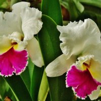 Орхидеи :: Aida10 