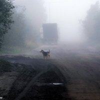 Ежик в тумане :: Игорь Корф