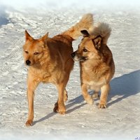 А вы знаете, что бегущие за машинами собаки — это души уволенных гаишников?!  :-) :: Андрей Заломленков