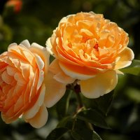 Две желтые розы... :: Александр Фролов 