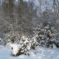 *** :: Владимир Безбородов