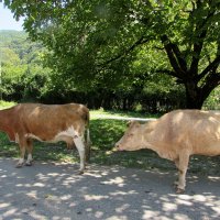 Абхазские коровы :: Валюша Черкасова