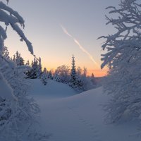 Маленькой ёлочке холодно зимой.... :: Олег Кулябин