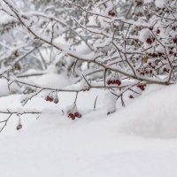 Занесенные снегом.. :: Юрий Стародубцев
