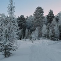 В январском лесу :: Татьяна Соловьева