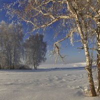 Морозный январь 10 :: Сергей Жуков