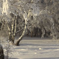 Морозный январь 8 :: Сергей Жуков