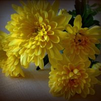 Желтые хризантемы :: Сергей Карачин