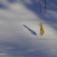 Он перезимует!.. :: Юрий Куликов