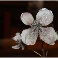Зимний аленький цветочек..... :: Tatiana Markova