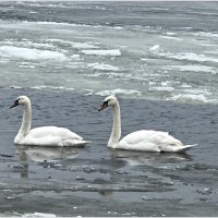 Лебеди на заливе. :: Валерия Комова