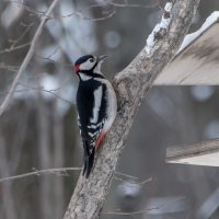 *** :: Владимир Безбородов