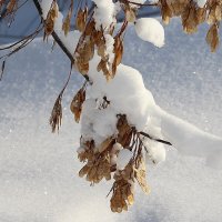 Ветки под снегом :: жанна нечаева