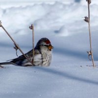 Сегодня,15 января — День зимующих птиц. Чечетка :: Ната Волга