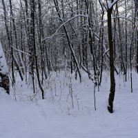 Зимний пейзаж :: dindin 