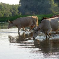 НА  ВОДОПОЕ :: IVANA 