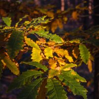 « Желтый лист осенний, нам напомнит нежность Ту, что нерастраченна нами за года...» :: Андрей Нибылица