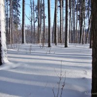 Солнечно и морозно :: Лидия (naum.lidiya)