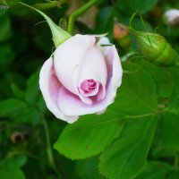 Летняя нежность розы :: Daria Vorons