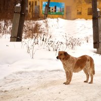 Снежные зарисовки на ретро объектив ❄ :: Владислав Левашов