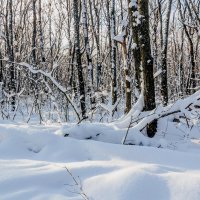 В лесу зимой.. :: Юрий Стародубцев