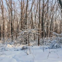 Среди деревьев в зимнем лесу.. :: Юрий Стародубцев