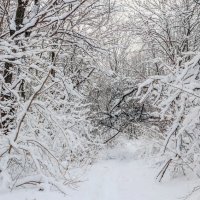 Лес зимним утром :: Юрий Стародубцев