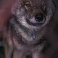 Серый волк :: Николай Северный