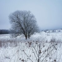 Начало зимы в долине Протвы :: Сергей Курников
