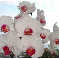 Белая орхидея :: Натала ***