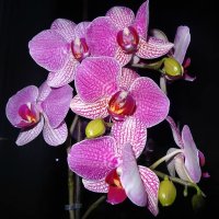 Сиреневая орхидея :: Натала ***
