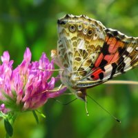 Бабочка на цветке клевера... :: Александр Фролов 